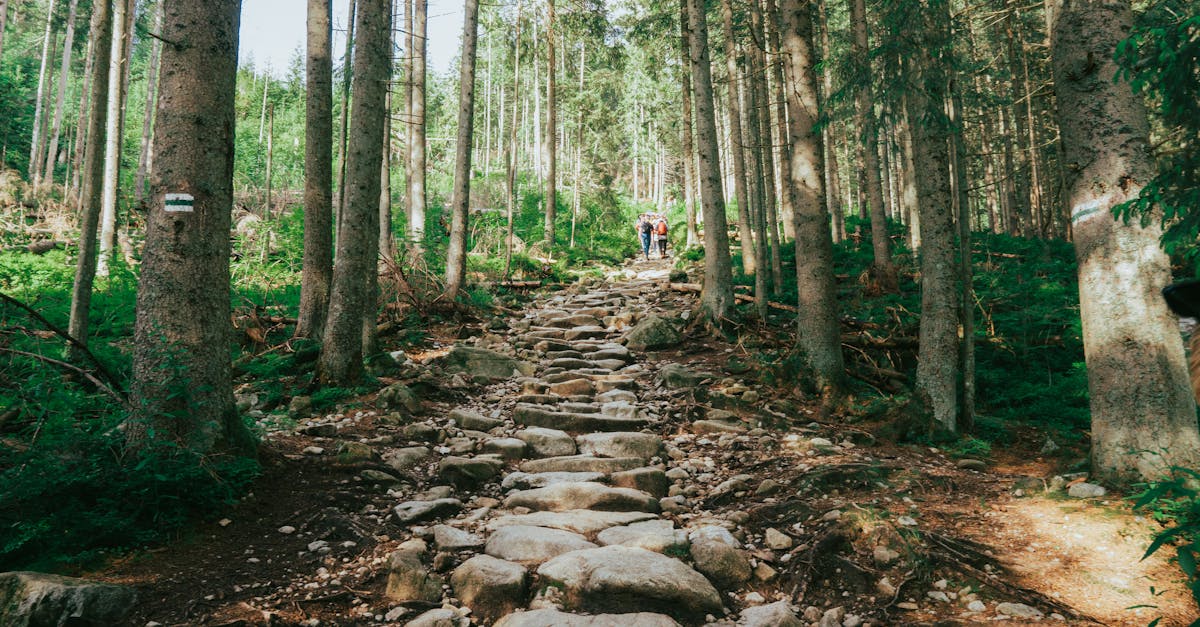découvrez des sentiers de randonnée hors des sentiers battus pour une aventure unique et authentique en pleine nature.