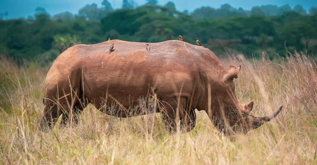 découvrez l'importance de la conservation de la faune pour préserver la biodiversité et protéger les habitats naturels des espèces sauvages.